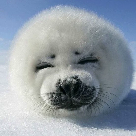Silly seal!!☆☆