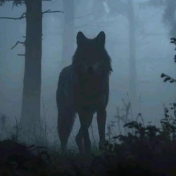 Wolf thumbnail