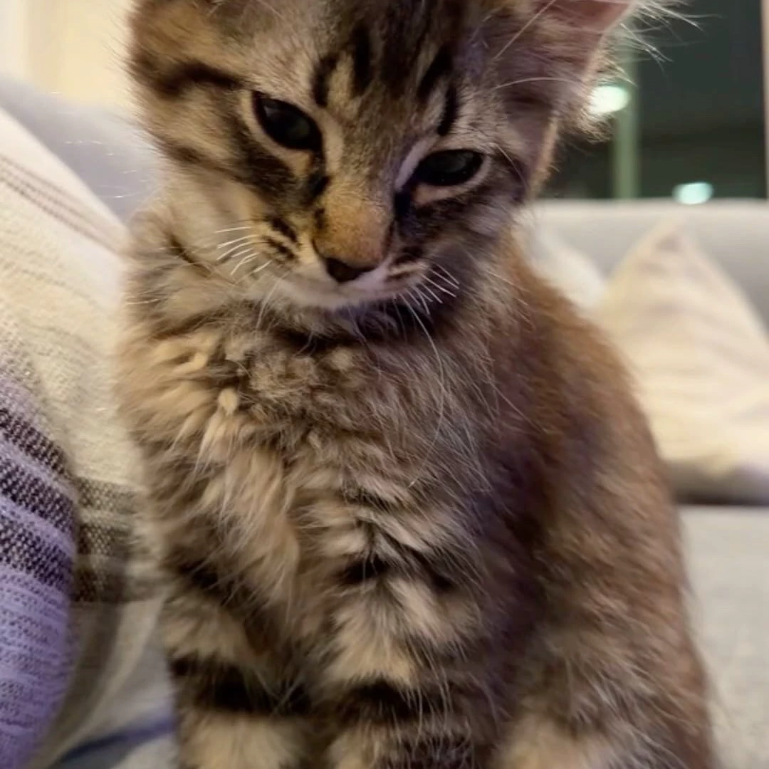 Cat love thumbnail