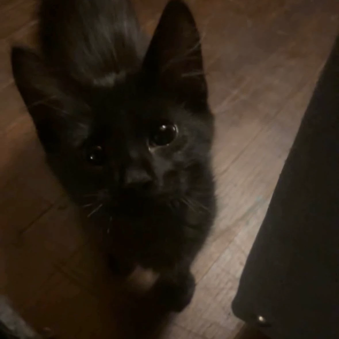 Kitty thumbnail