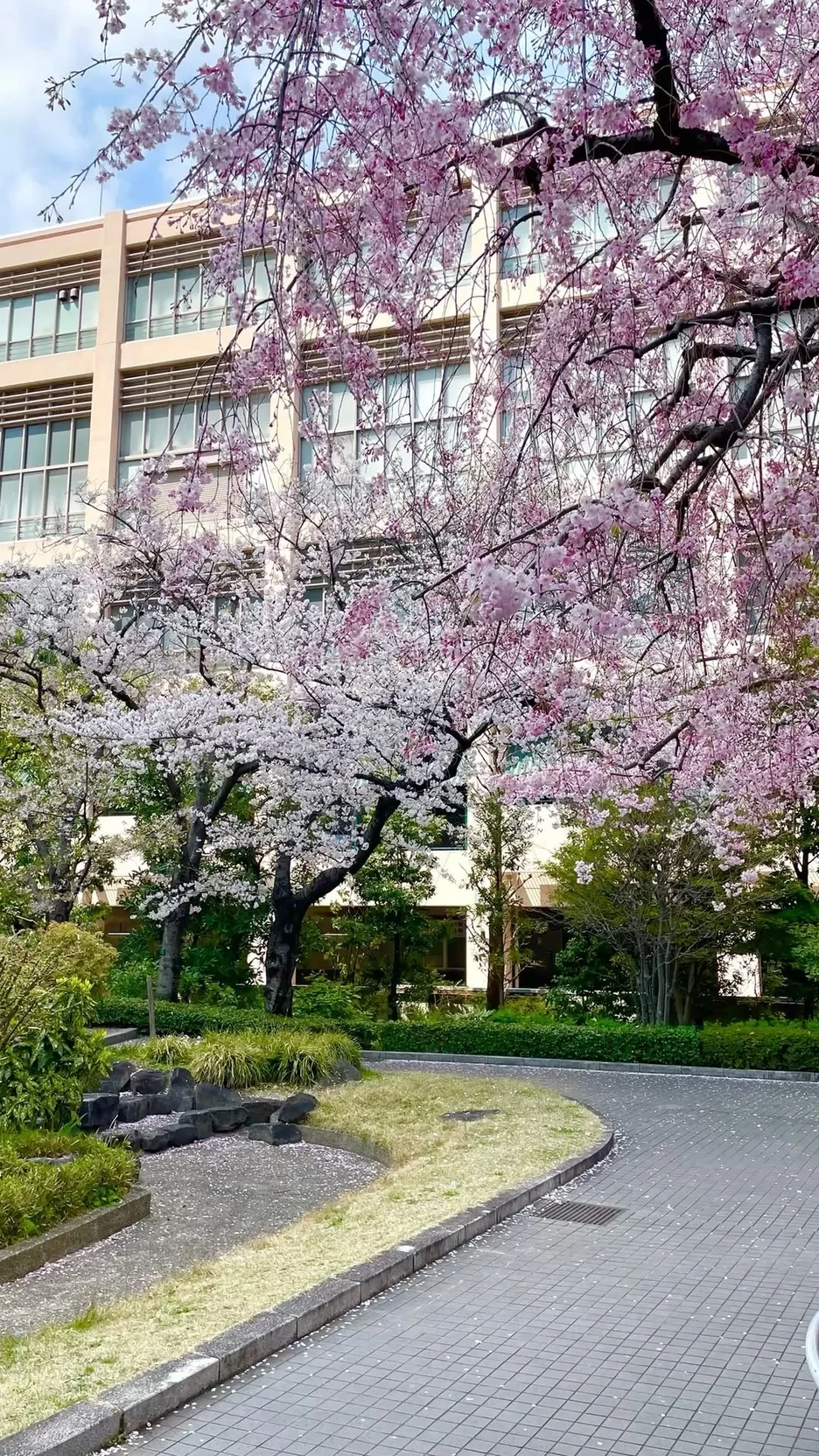 Sakura high…🌸 thumbnail