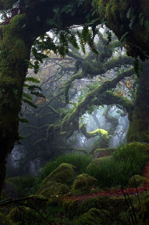 The Forest thumbnail