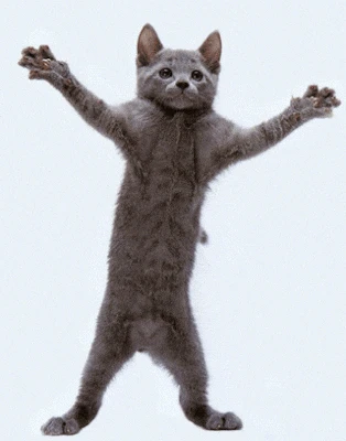 A dancing cat named Kiko thumbnail