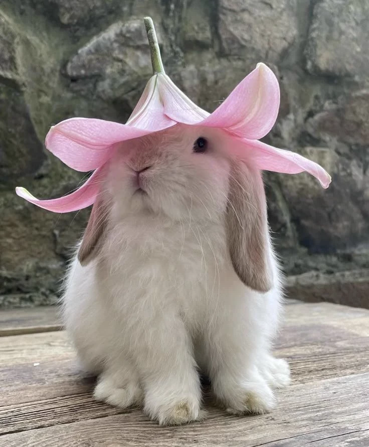 you are a little bunny thumbnail