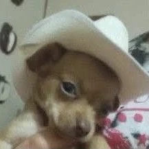 Ju