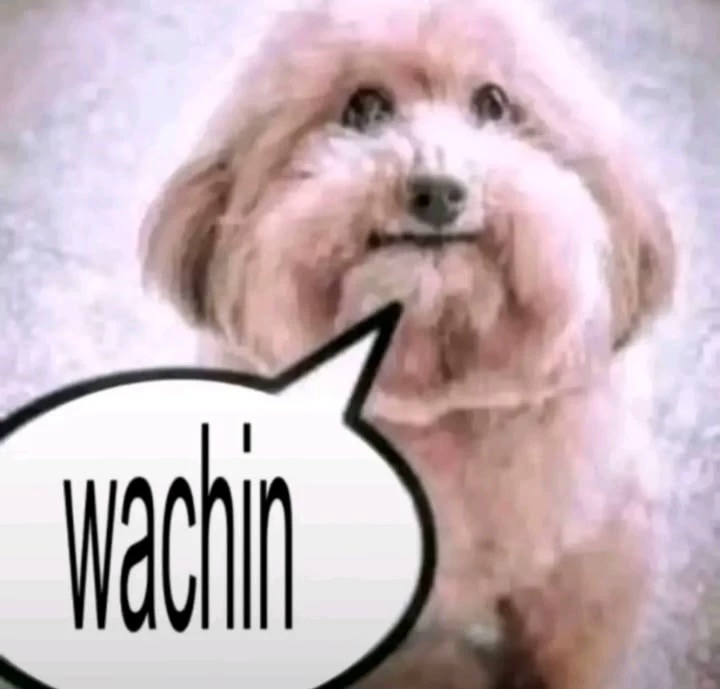 Dog Wachin thumbnail
