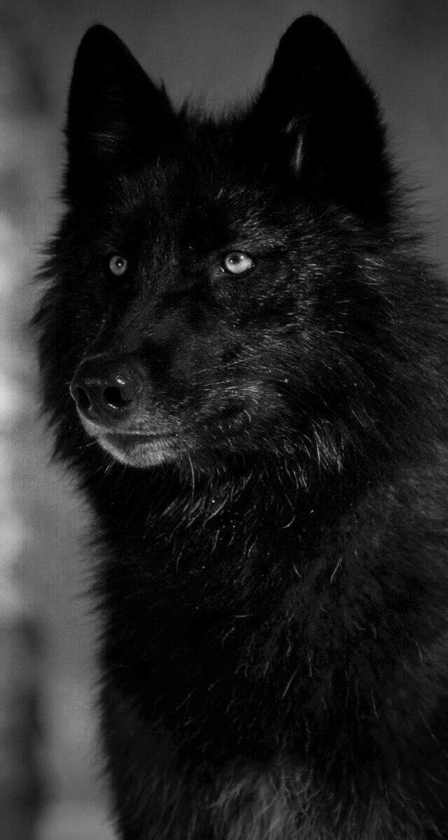Fenrir thumbnail