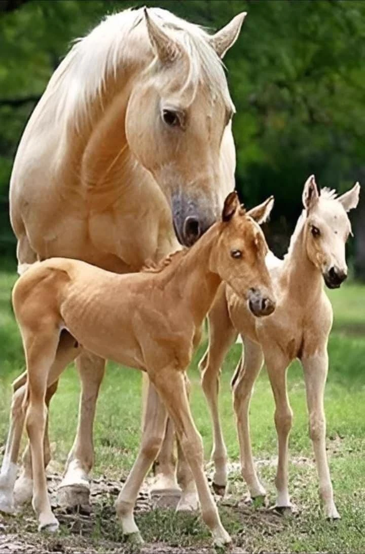 Horses thumbnail