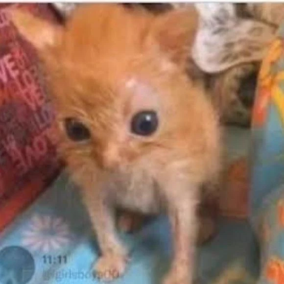 Edgar thumbnail