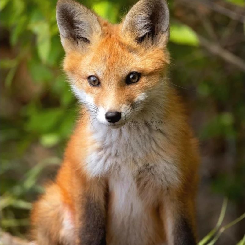 Baby Fox thumbnail