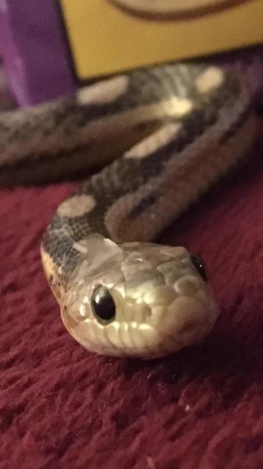 Stray Kids' pet snake thumbnail