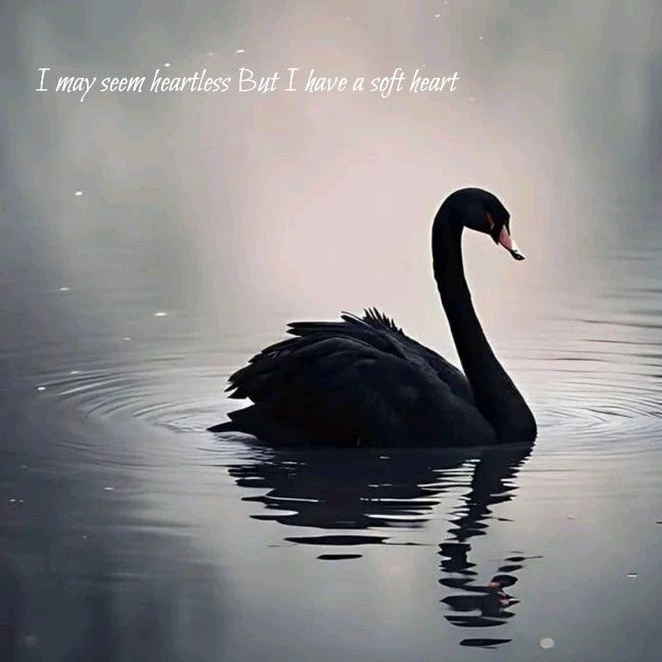 oudre✨🦢