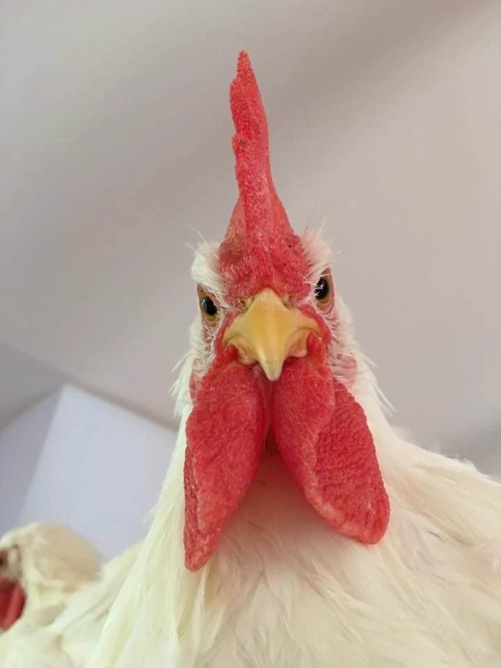 the rooster thumbnail