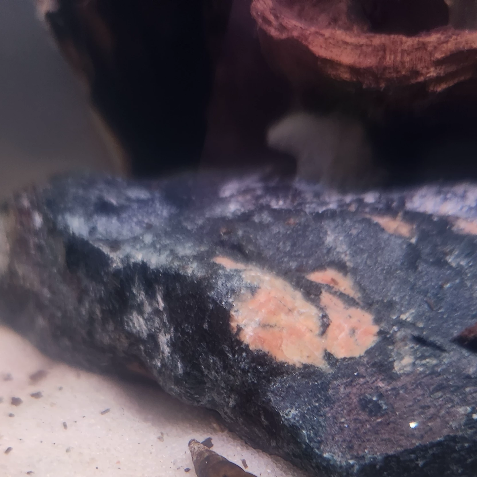Sal