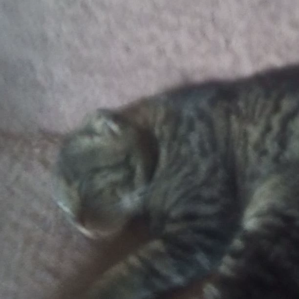 cat! thumbnail