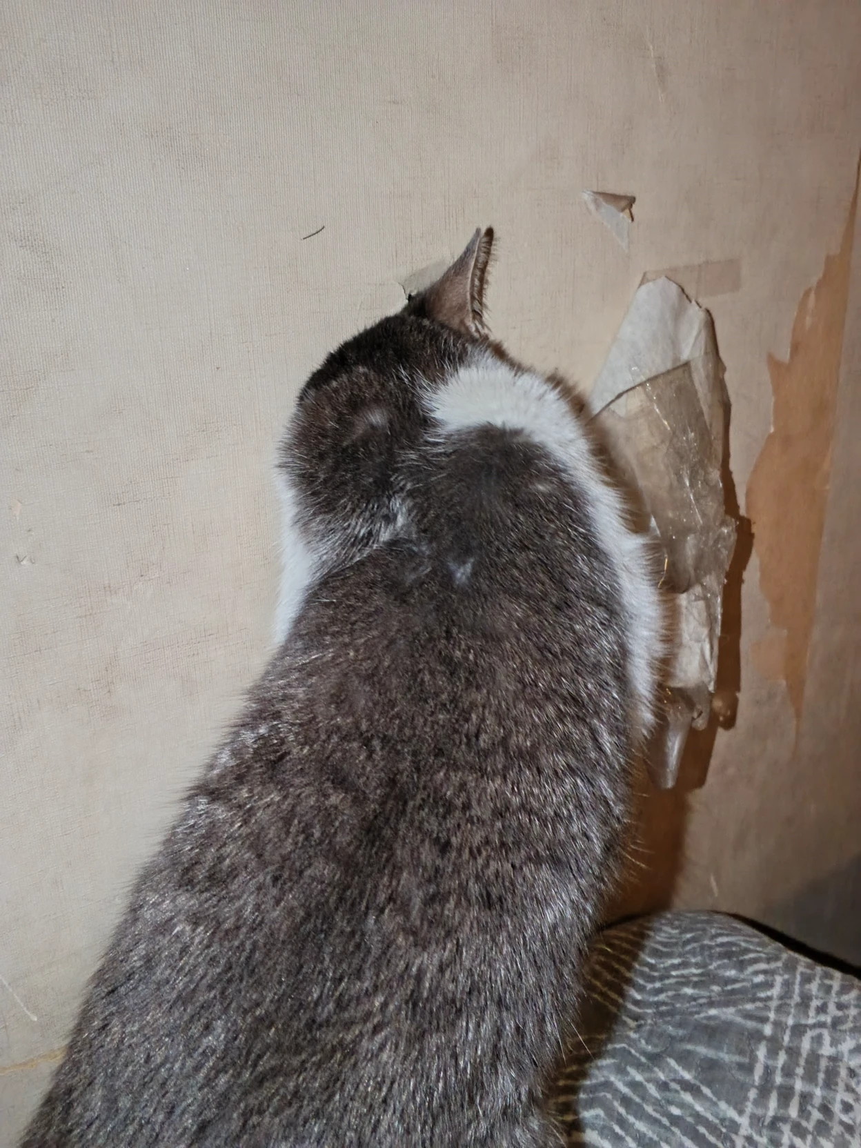 cat thumbnail