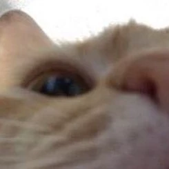 Mimi