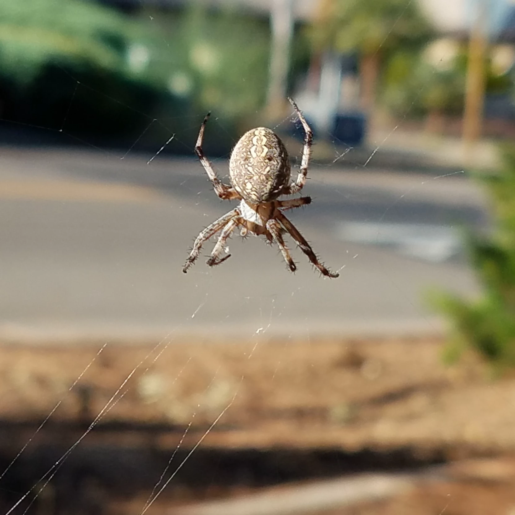 Spider thumbnail
