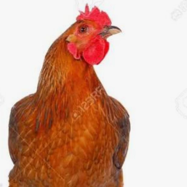 Pollo🐔🐓🍗👌