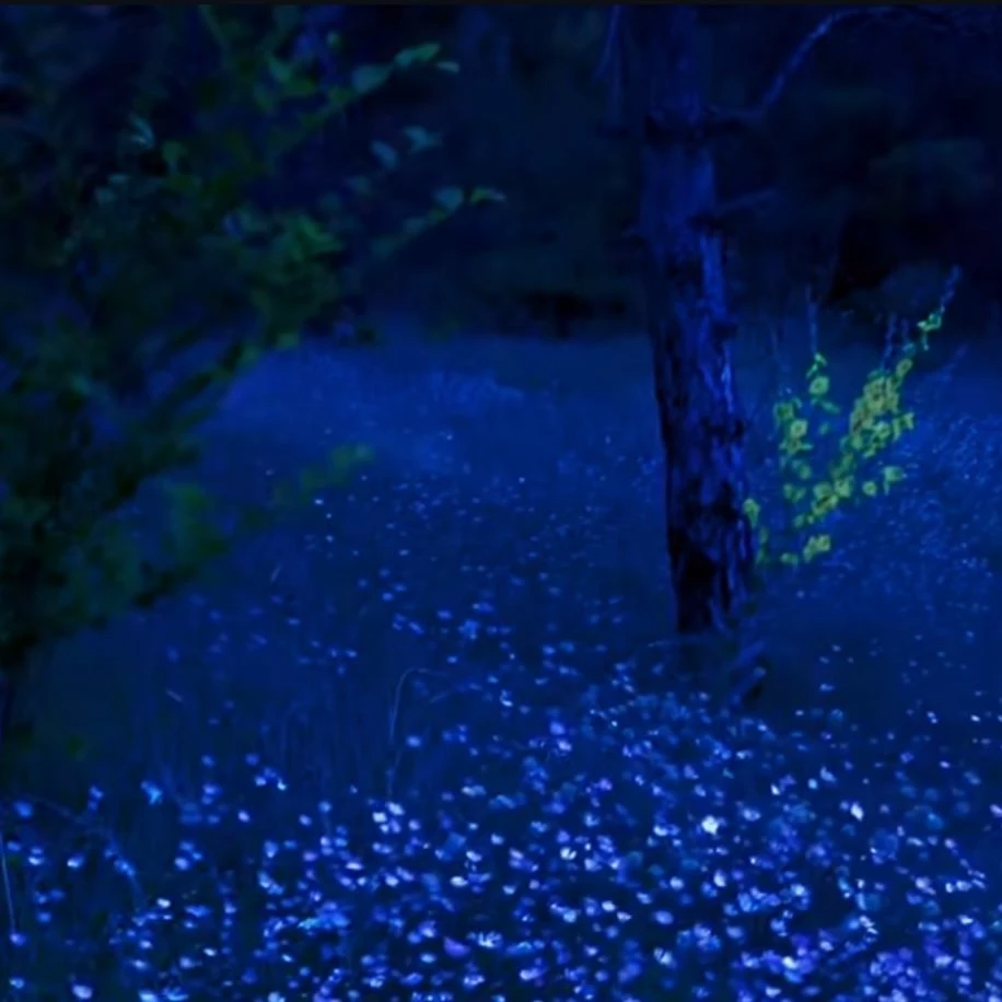 Violet thumbnail