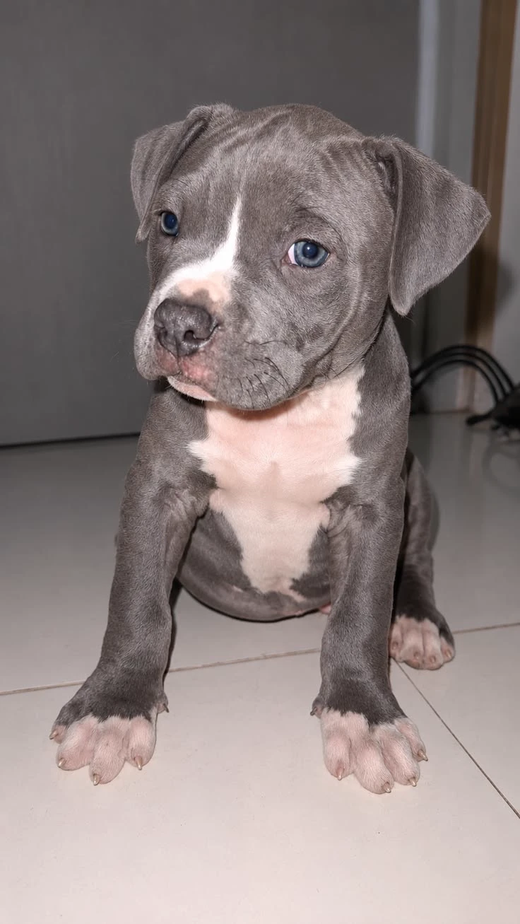 Baby Pitbull thumbnail