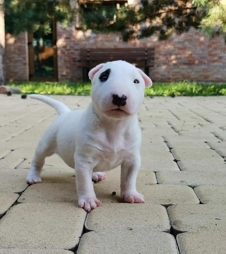 your bull terrier puppy thumbnail