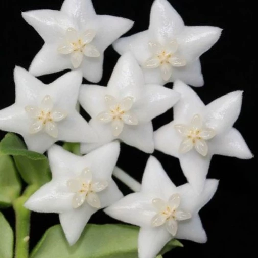 Estrella 