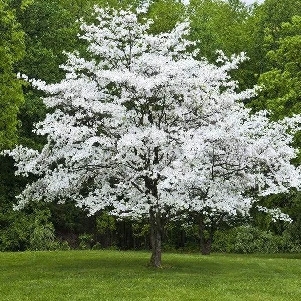 White tree