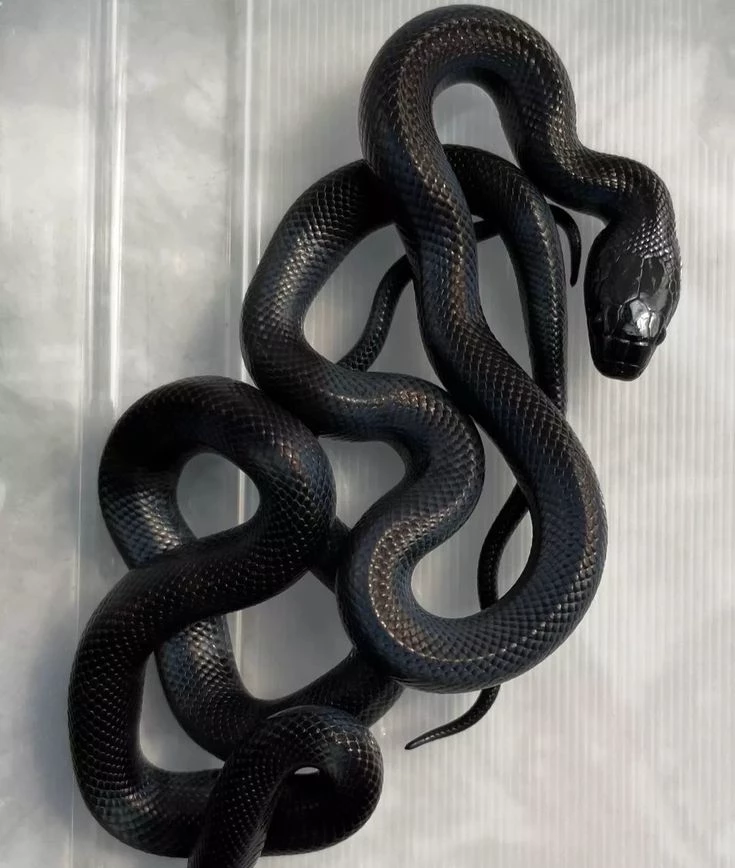 Black snake thumbnail