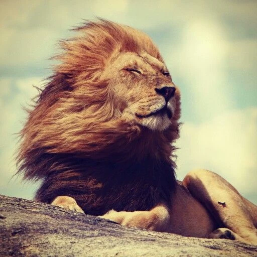life of a lion thumbnail