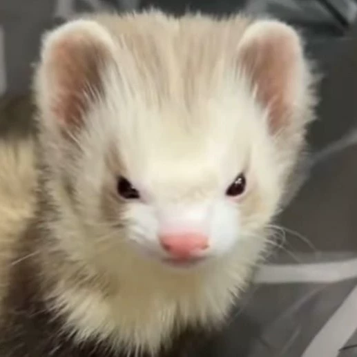 Ferrets