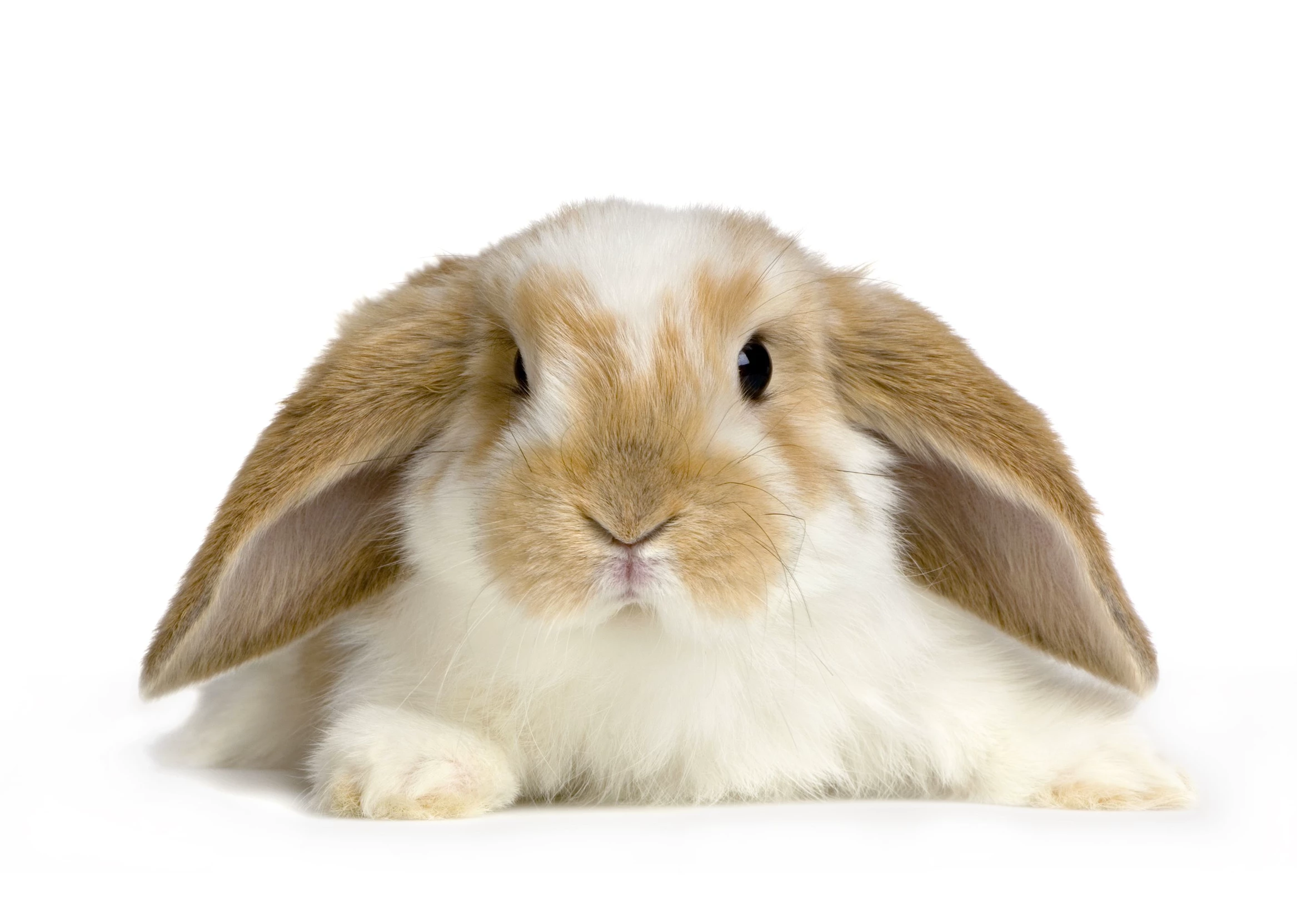 bunny thumbnail