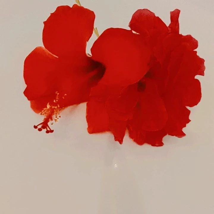 سيدرا