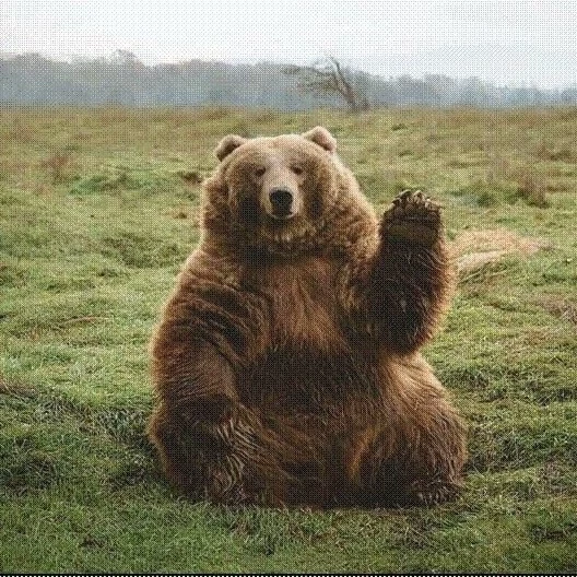 Bearith._01