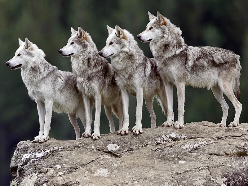 the wolf pack thumbnail