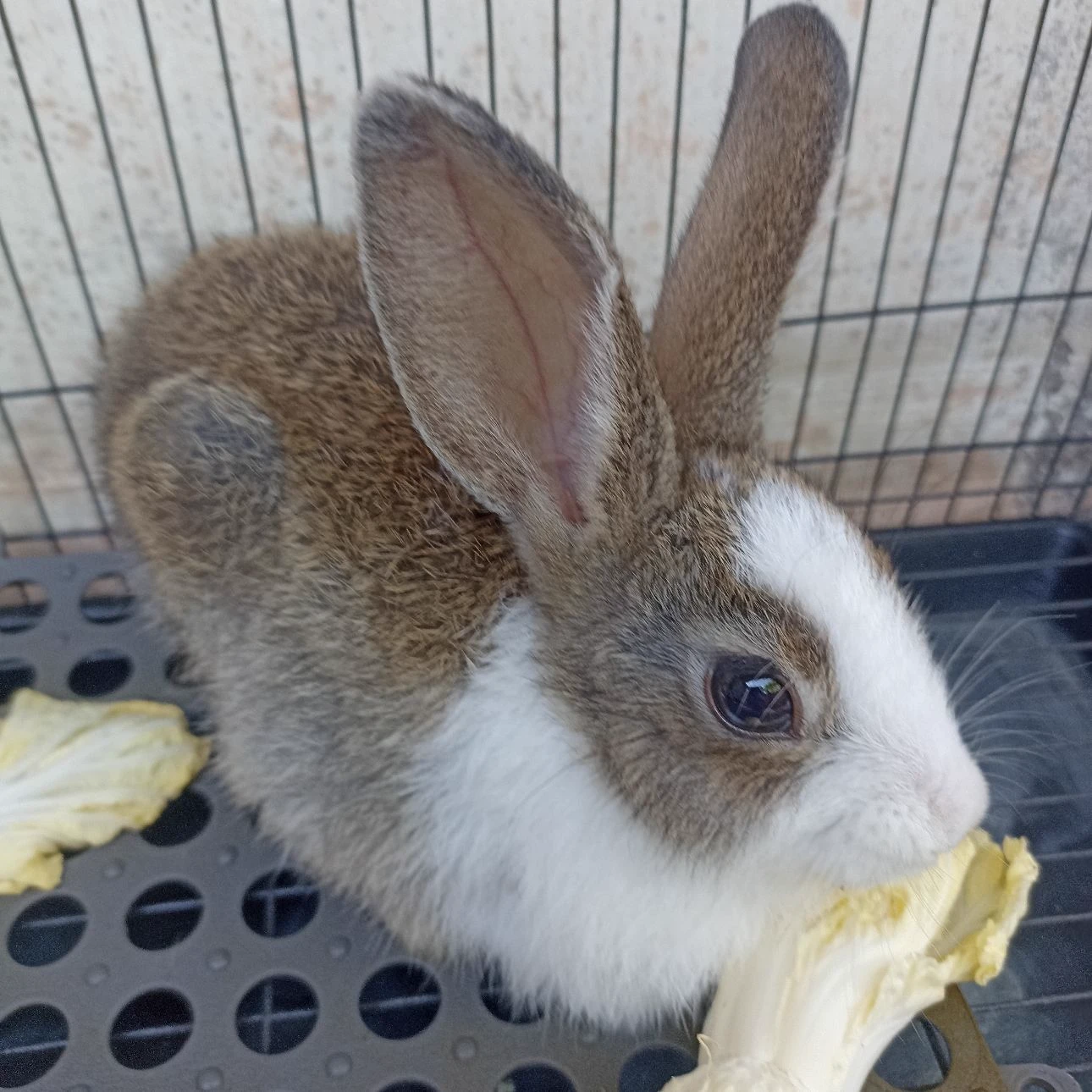 rabbit thumbnail