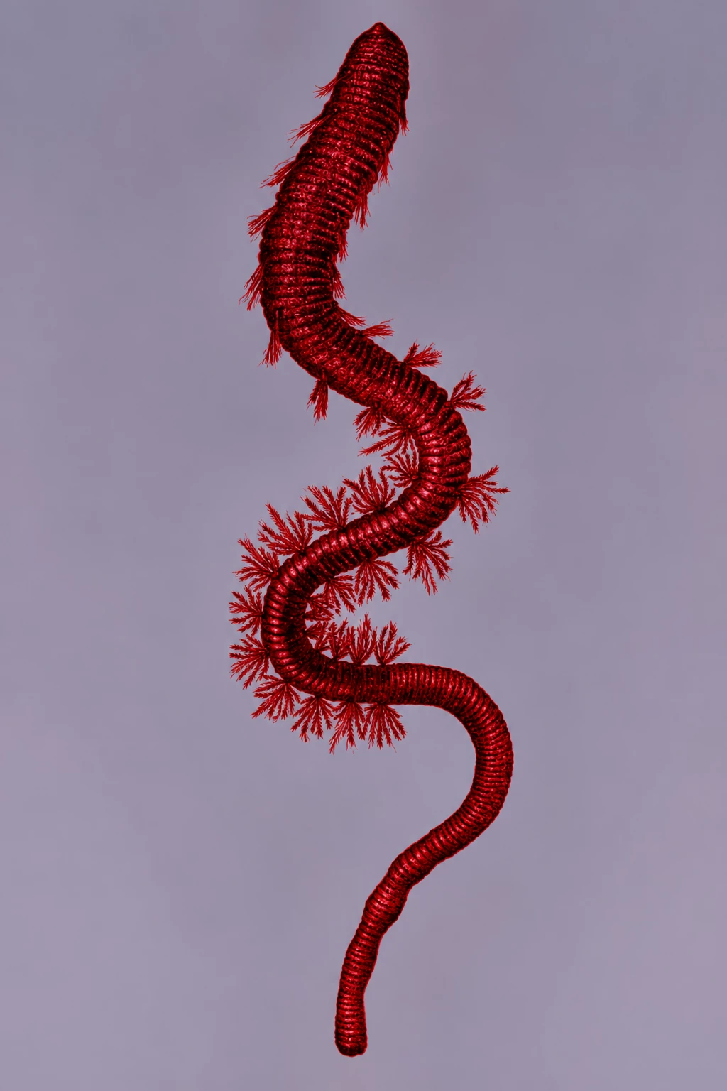 Evolcaris thumbnail