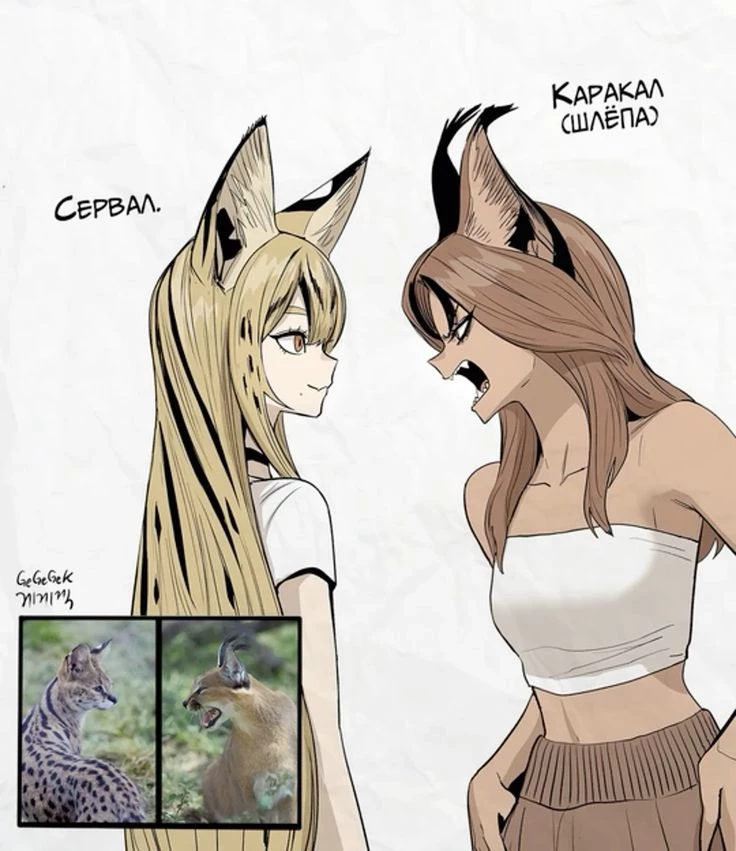 Diane (Serval) & Michael (Bobcat) thumbnail