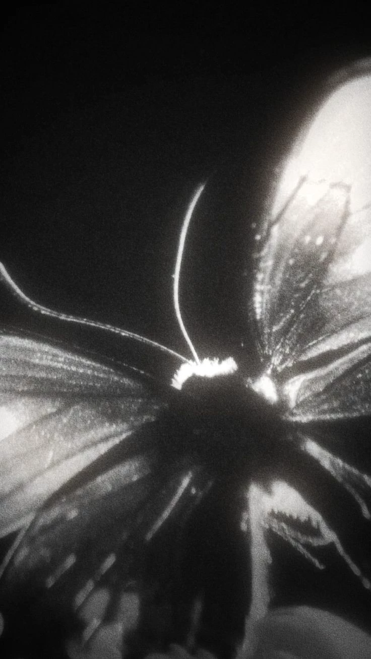 Butterflies At Nights. thumbnail