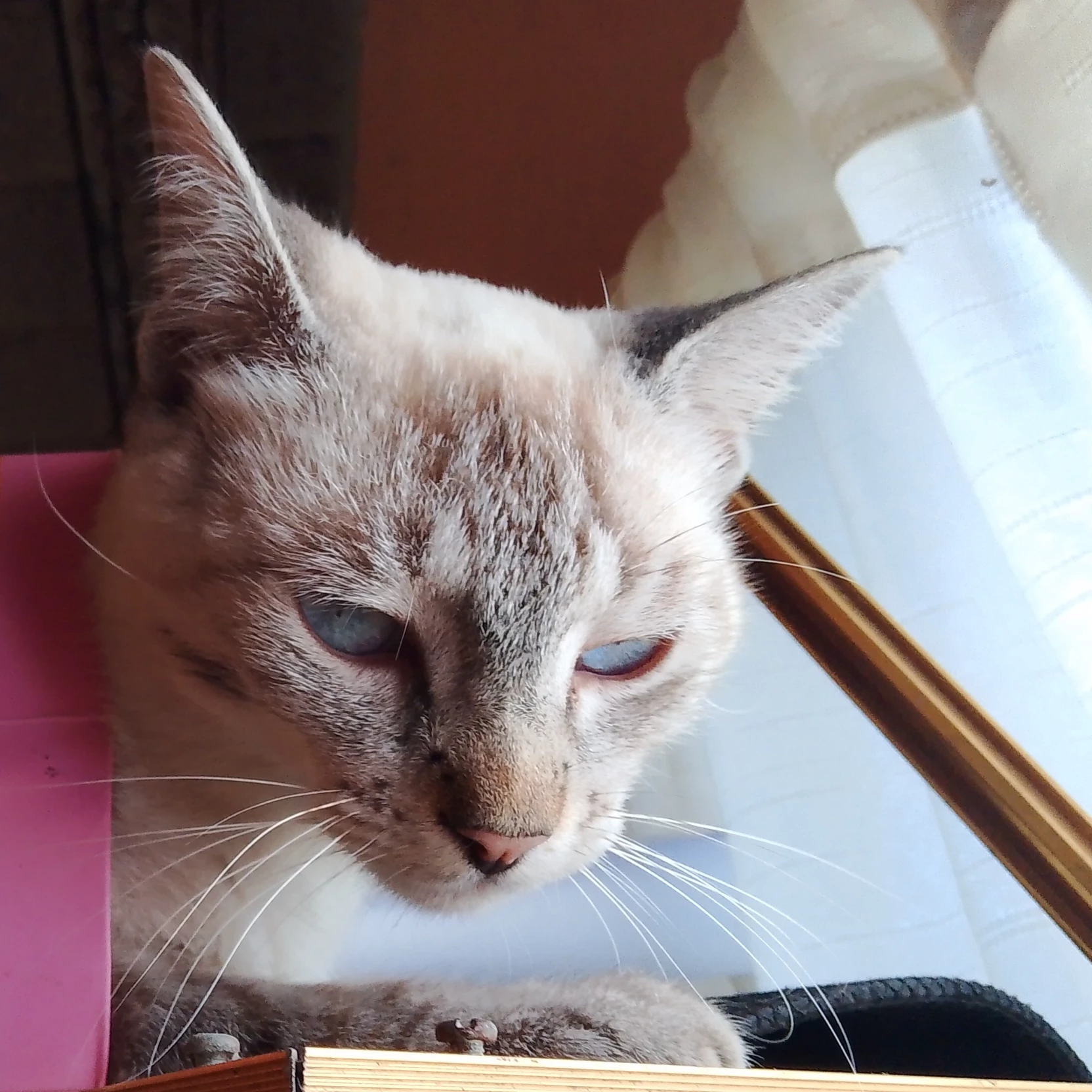 Blanca 