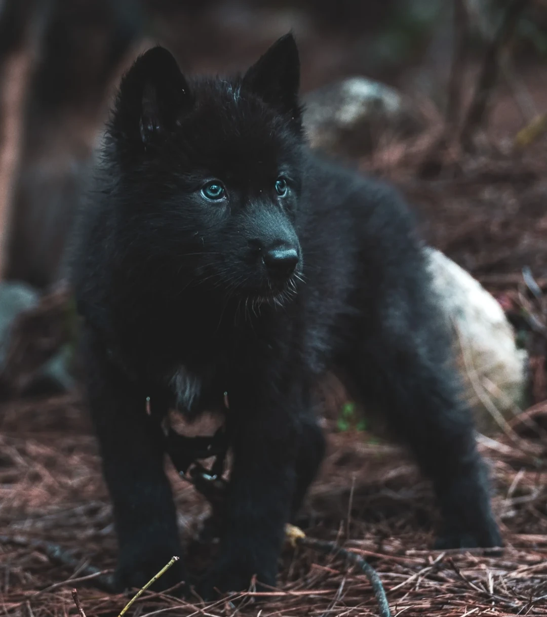 Elias— Dire wolf thumbnail