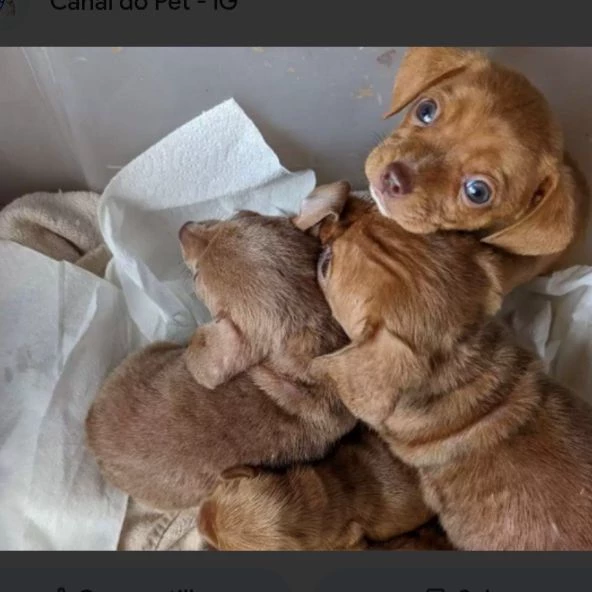 Barnaby, Bella, and Chico thumbnail