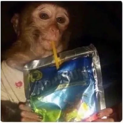 Monkey (pet) thumbnail