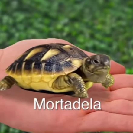 Mortadella thumbnail