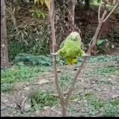 Orman 🦜 thumbnail