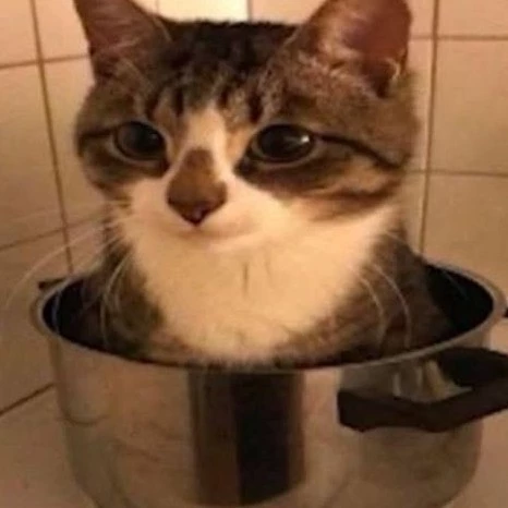 Pani