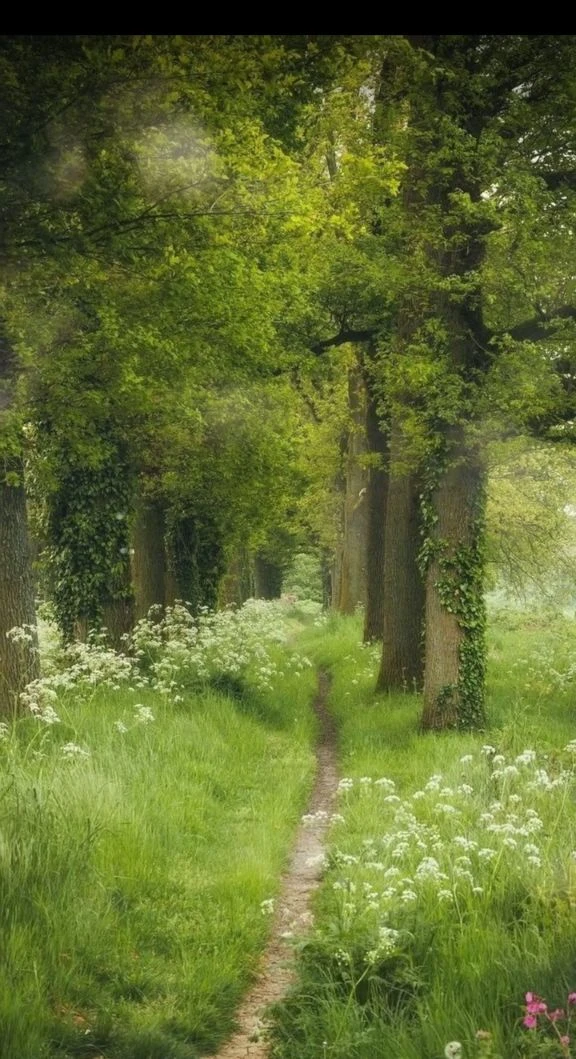 Witch Forest thumbnail