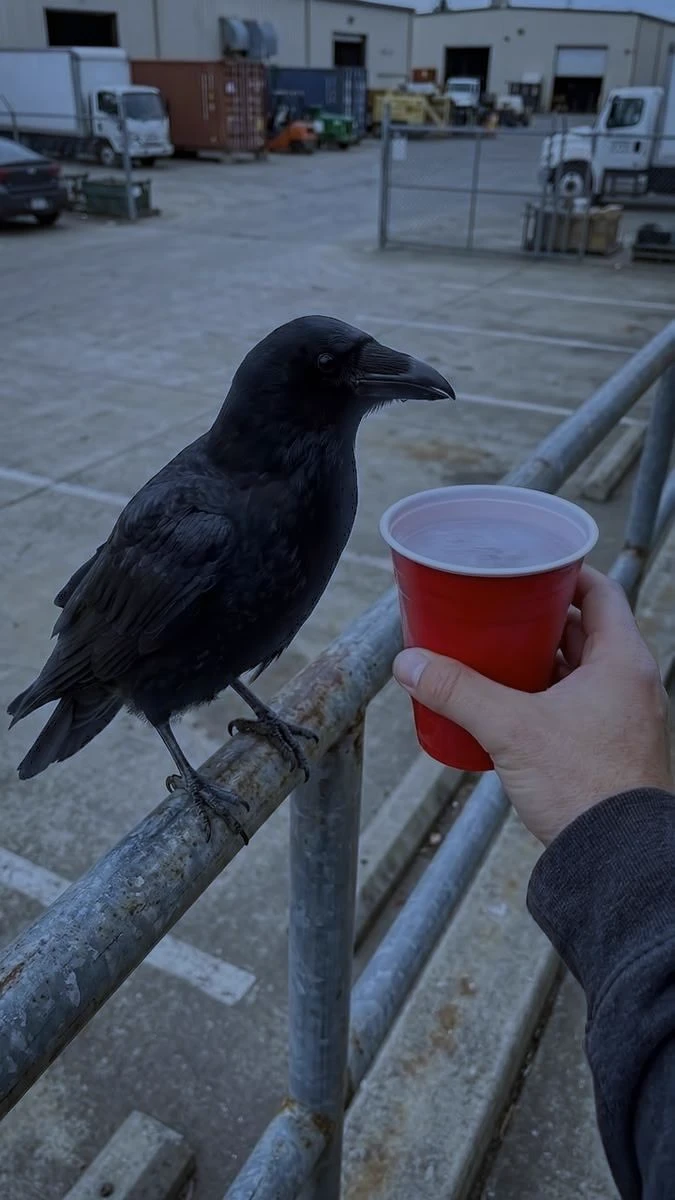 Crow thumbnail