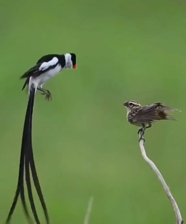 The colorful birds thumbnail