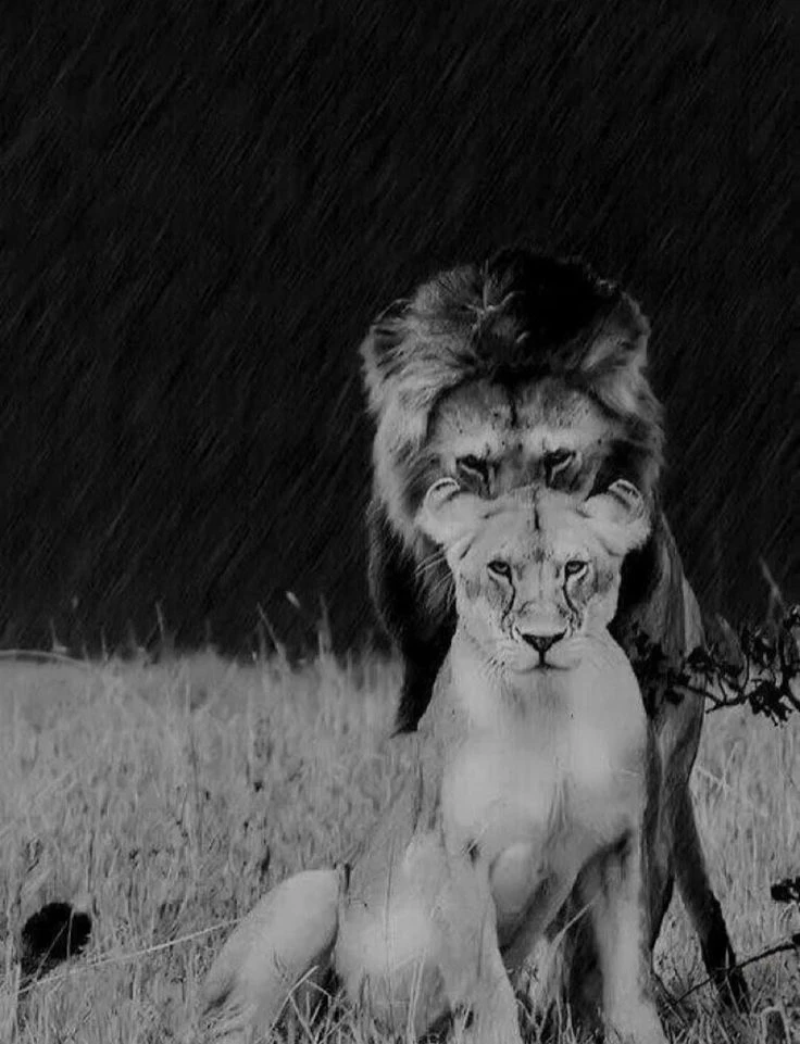 Your Lion Companion thumbnail